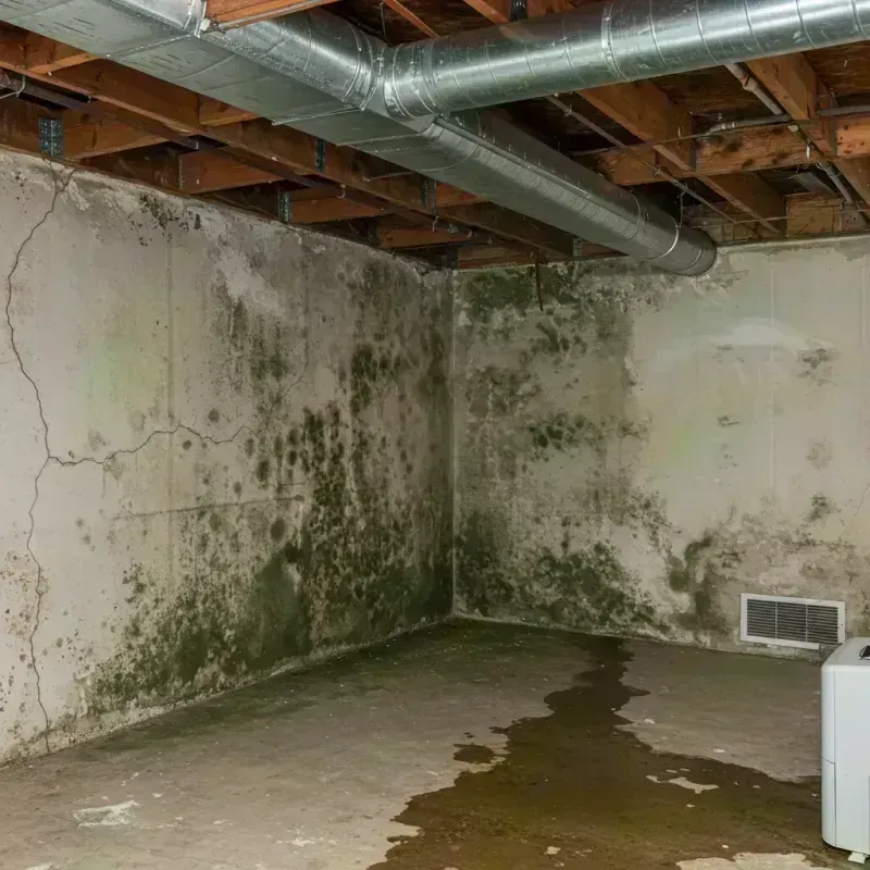 Professional Mold Removal in Soddy-Daisy, TN